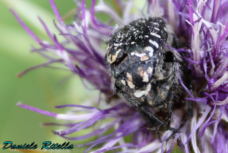 Richiesta identificazione, grazie!!! Oxythyrea funesta